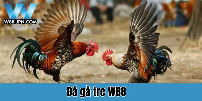 Đá Gà Tre W88: Trải Nghiệm Cá Cược Đỉnh Cao Cho Người Chơi 1 Đá gà tre W88